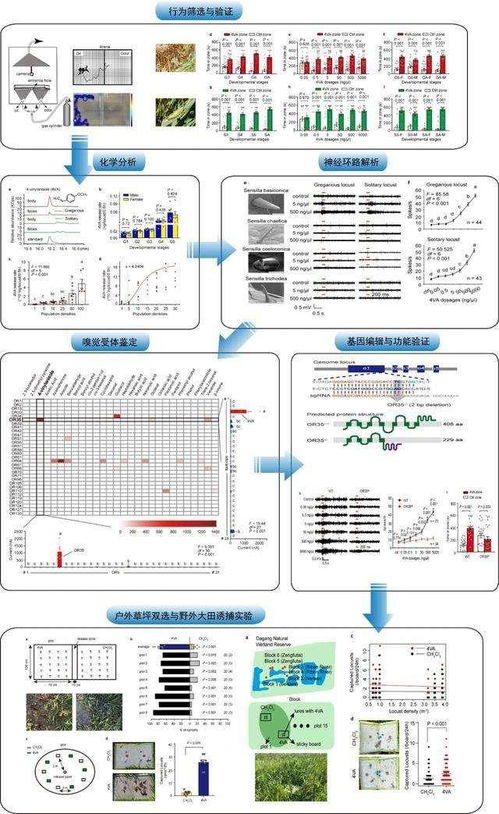 信息素驅(qū)動(dòng)下的生命系統(tǒng)集成 蝗蟲集群行為對(duì)現(xiàn)代信息系統(tǒng)的啟示